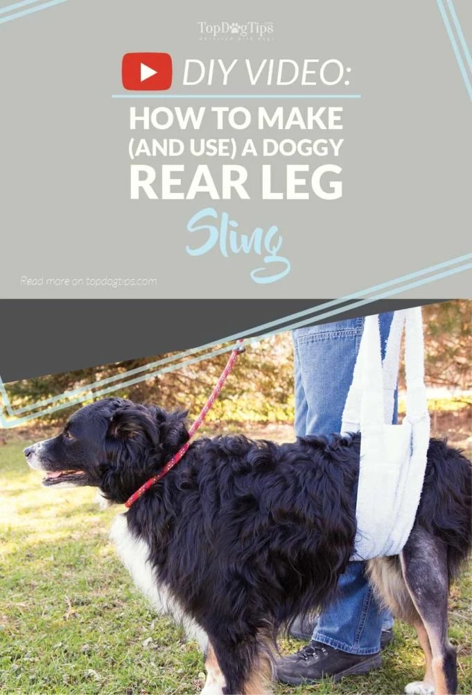 DIY Rear Leg Sling for Dogs How to Make and Use It