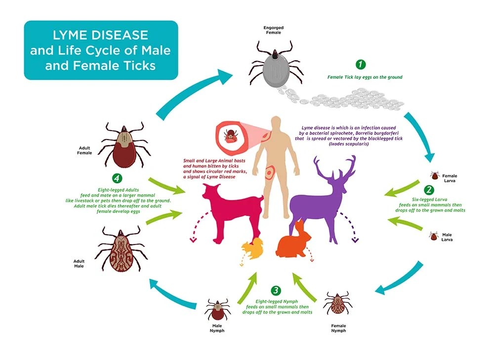 Do Ticks Give Dogs Lyme Disease at Oscar Miller blog