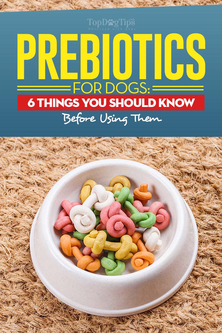 Prebiotics for Dogs 6 Things You Must Know About Them