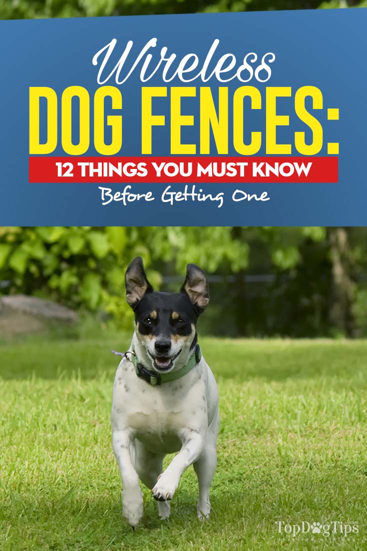 Wireless Dog Fence: 12 Pros and Cons You Must Know [Infographic]