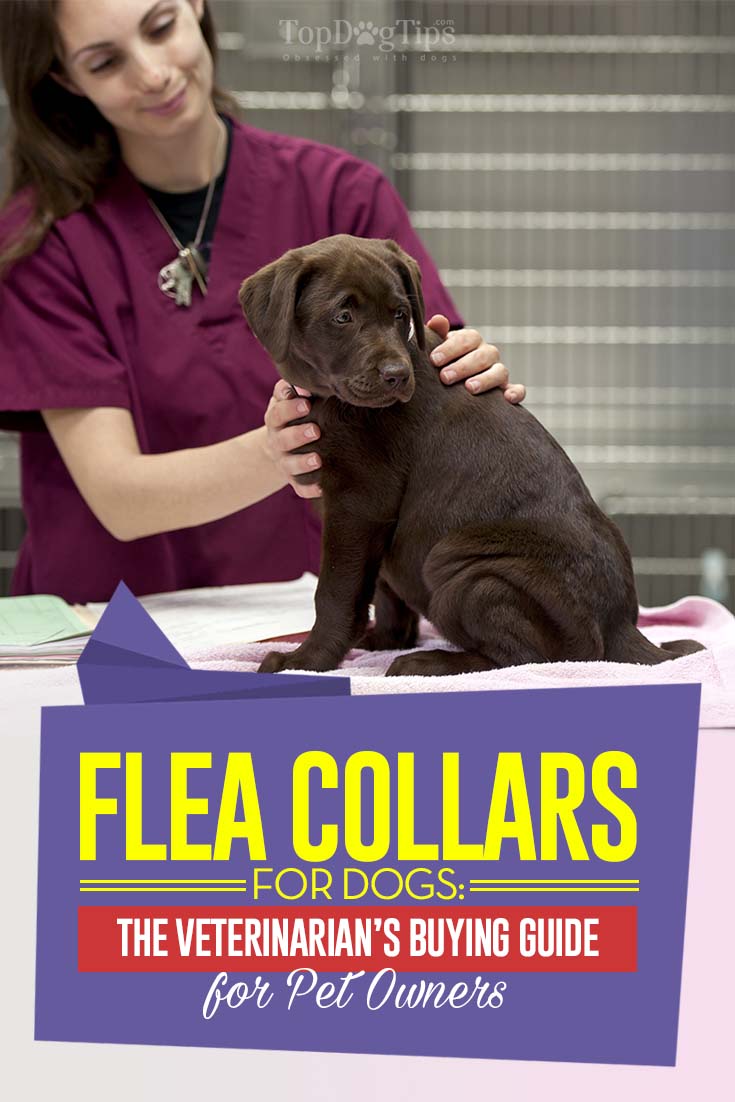 Flea Collar for Dogs The Vet’s Buying Guide for Pet Owners
