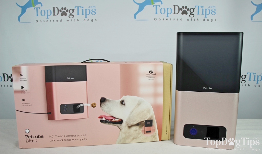 Review Petcube Bites Pet Camera Is It Worth It?