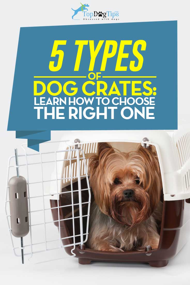 5 Types of Crates for Dogs & What's the Best Crate for Dogs in Your Home