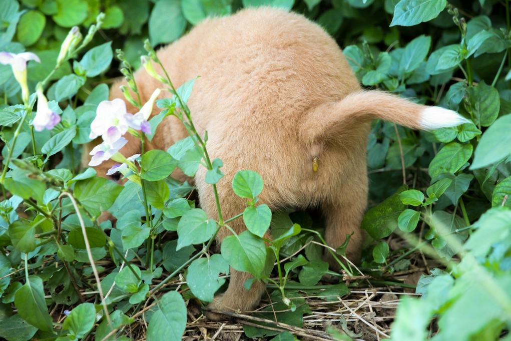 A Vet’s Guide to Dewormer for Dogs The How, What, Why and When