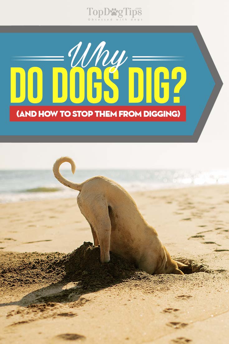 Why Do Dogs Dig and How to Stop a Dog from Digging Longterm