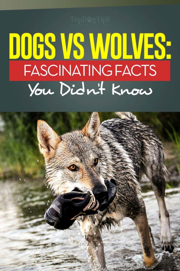 Dogs and Wolves: 10 Key Differences That Separates These Species