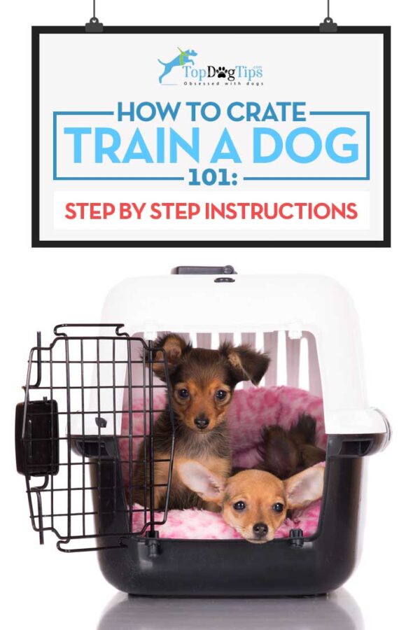 How to Crate Train a Dog My 5 Best Tips and Tricks (With Video)
