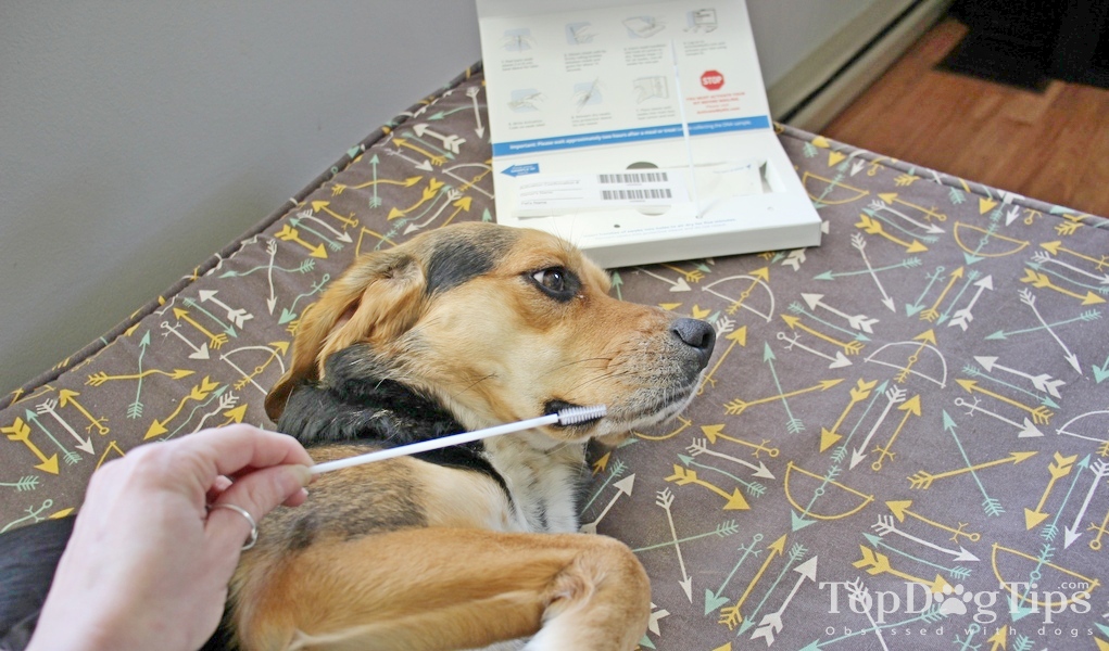 Wisdom Panel Dog DNA Test Kit for Dogs Review