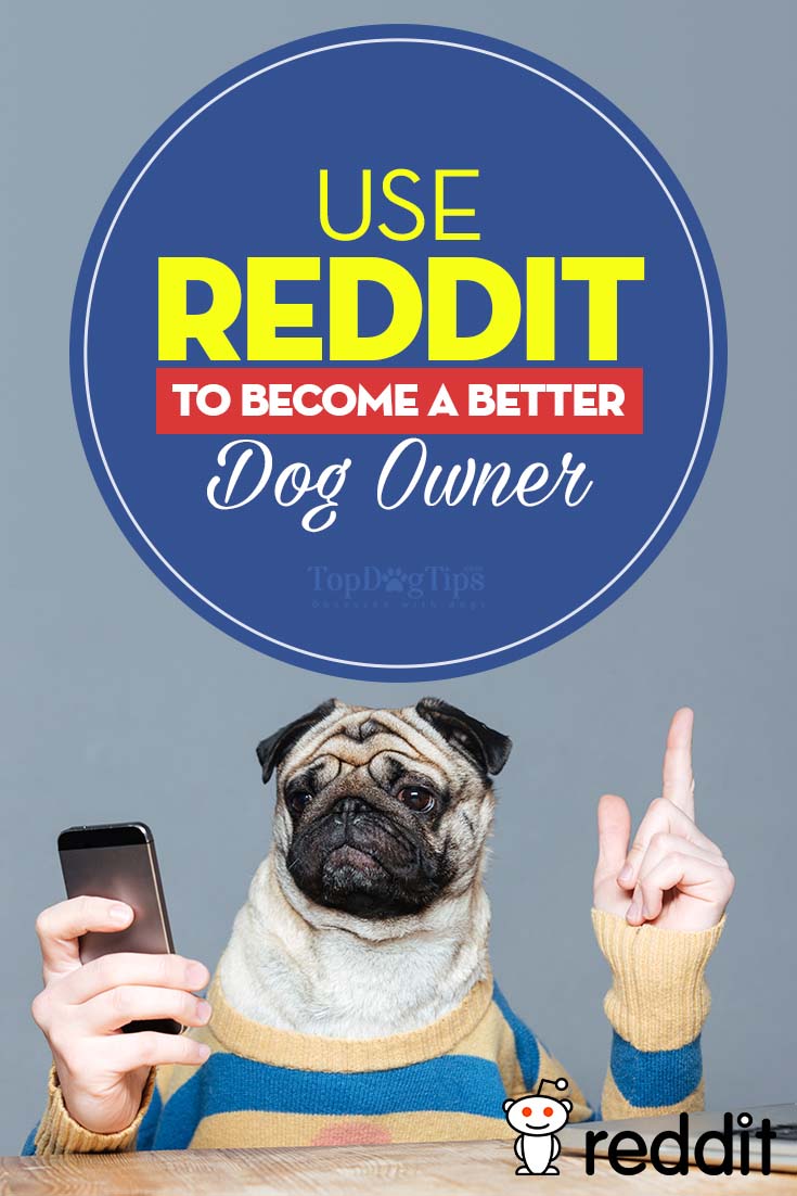 Reddit Dogs How to Use Reddit to a Better Owner Top Dog Tips