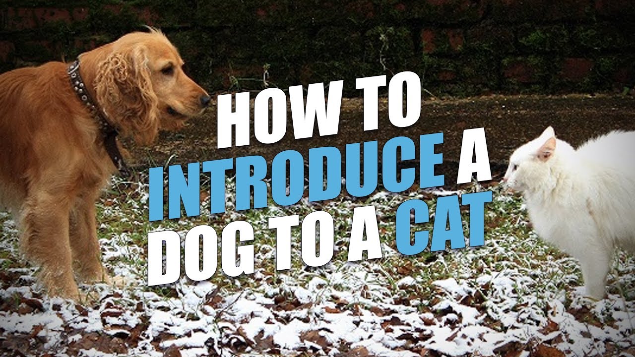 How to Introduce a Dog to a Cat Safely (simple stepbystep guide)