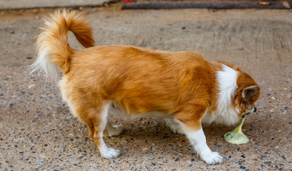 How To Make A Dog Throw Up (Most Safe, Quick And Effective Method)