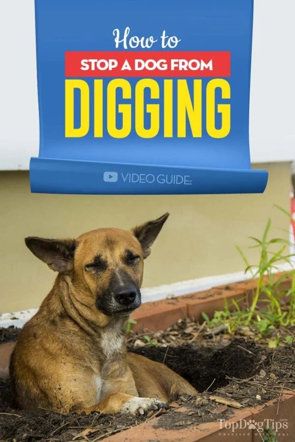 How to Stop a Dog from Digging Top Dog Tips
