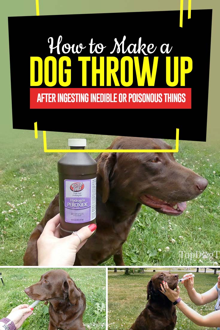 Make Dog Vomit Safely Hotsell, 59% Off | Lavarockrestaurant.com