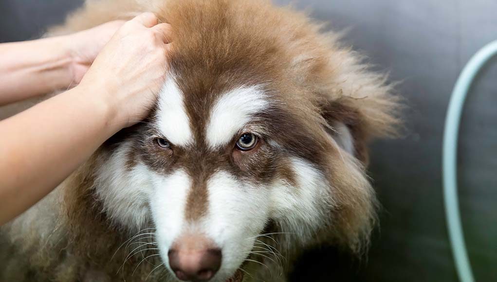 39 Double Coated Dogs and How to Groom Them Properly