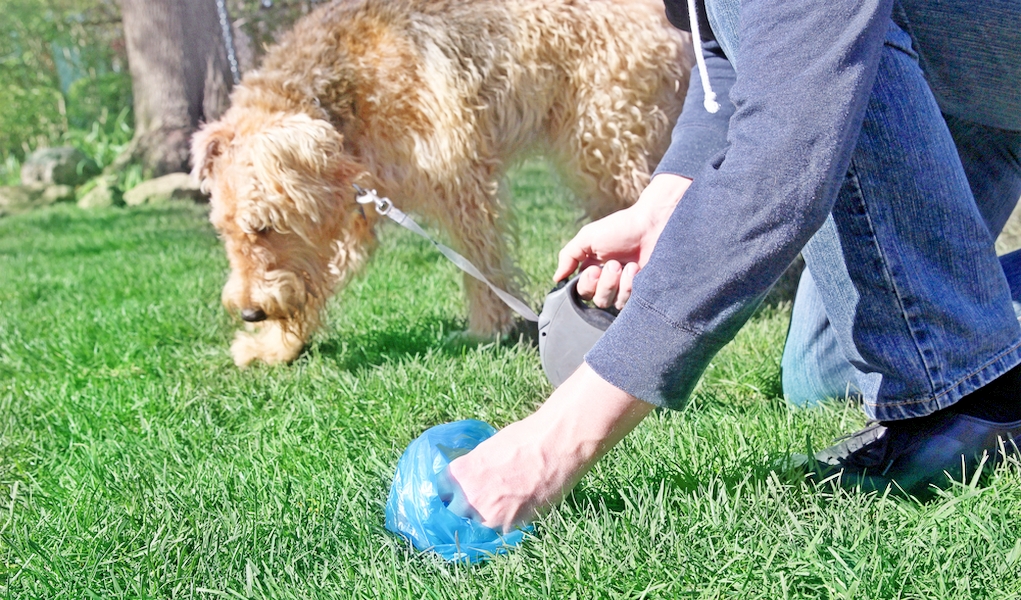 How to Make a Dog Poop Quickly 4 Effective Tips with Explainer Video