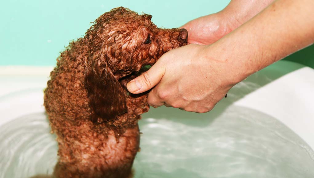 Muscle Atrophy in Dogs Signs, Causes, Prevention and