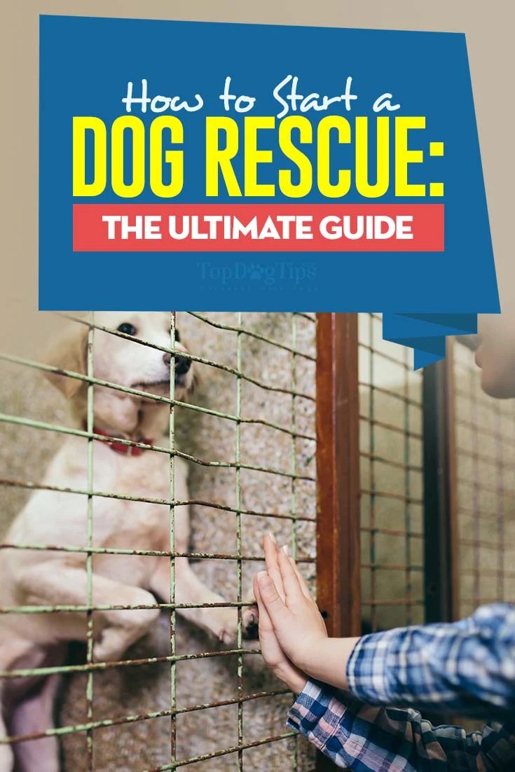 How to Start a Dog Rescue The Ultimate StepbyStep Guide