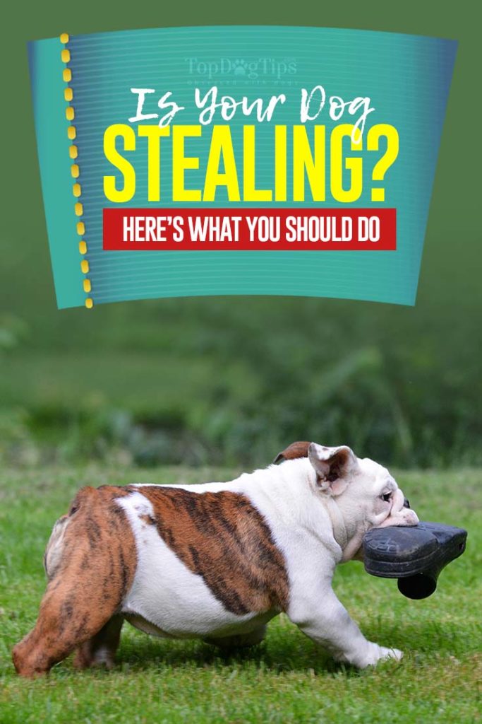 Why Do Dogs Steal Things and How to Stop It Top Dog Tips
