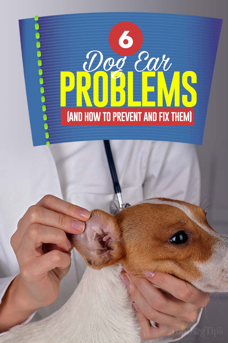 6 Dog Ear Problems How to Prevent and Fix Them