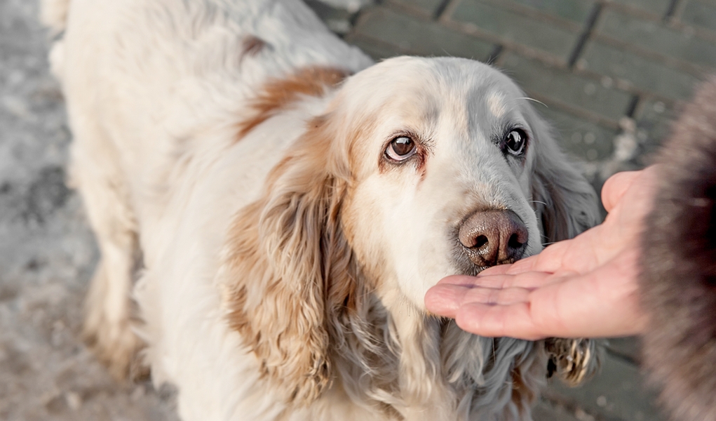 How to Make a Dog Like You in 10 Easy Steps (with Explainer Video)