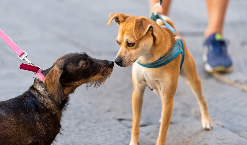 How to Make Dogs Get Along with Each Other 7 Tips on Making It Work