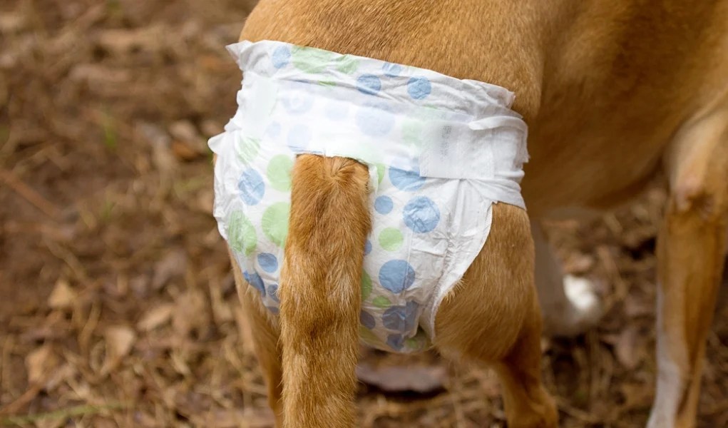 How to Make a Dog Diaper 3 Different DIY Methods (Simple and Cheap)