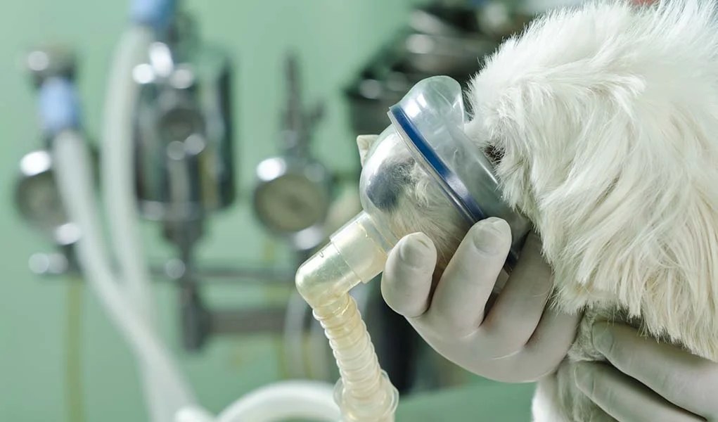 Breathing Problems in Dogs How to Spot Them and What to Do