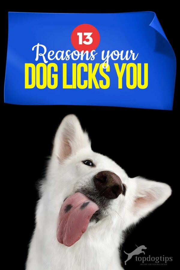 What Does It Mean When a Dog Licks You? 13 Possible Answers