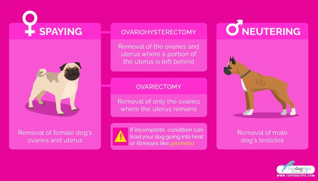 When Should Male Dogs Be Neutered A Comprehensive Guide