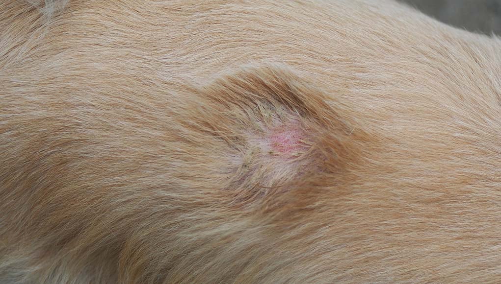 Staph Infection In Dogs petfinder