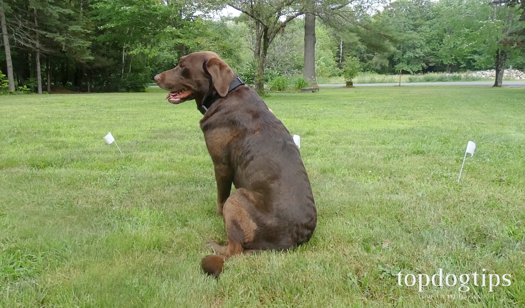 Review Pet Control HQ Wireless Electric Fence and Remote Dog Training