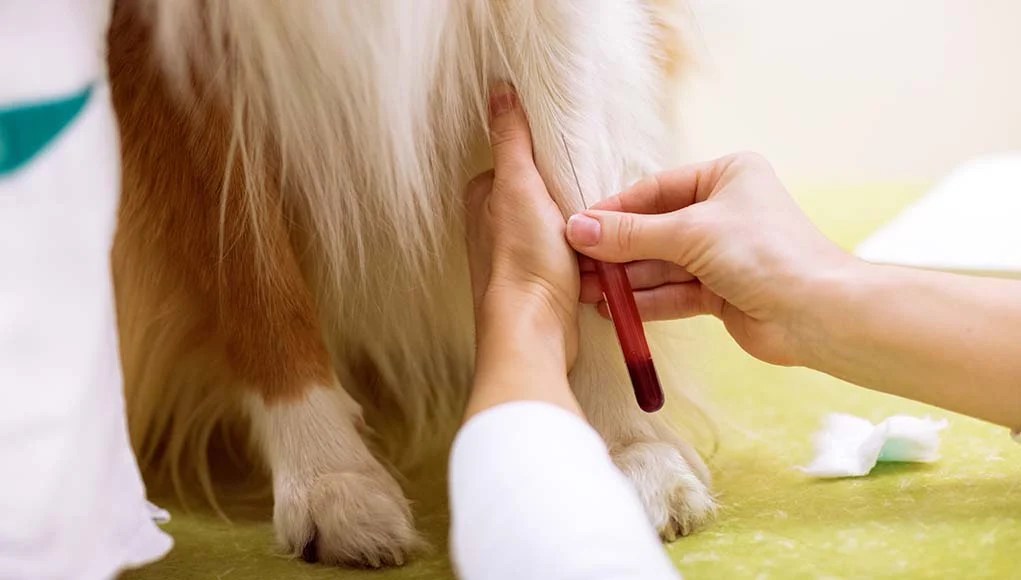 Do Dogs Have Blood Types? (And Other Related Facts)