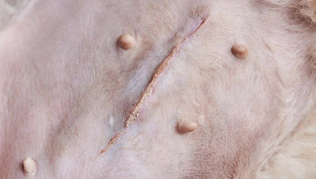 Dog Pyometra: What Owners Must Know – Top Dog Tips