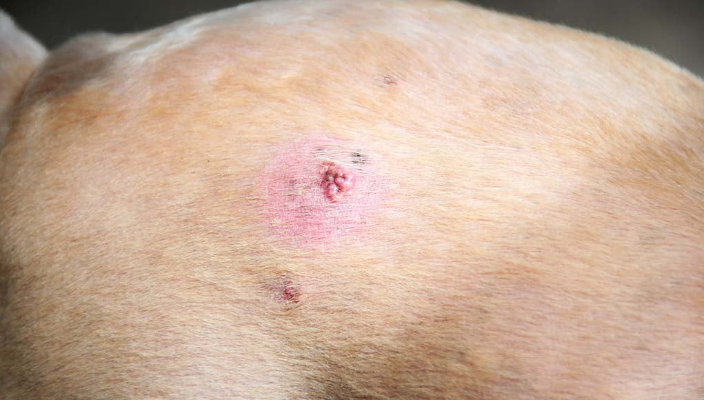 Bumps on a Dog’s Back 7 Things It Could Be and What To Do Top Dog Tips