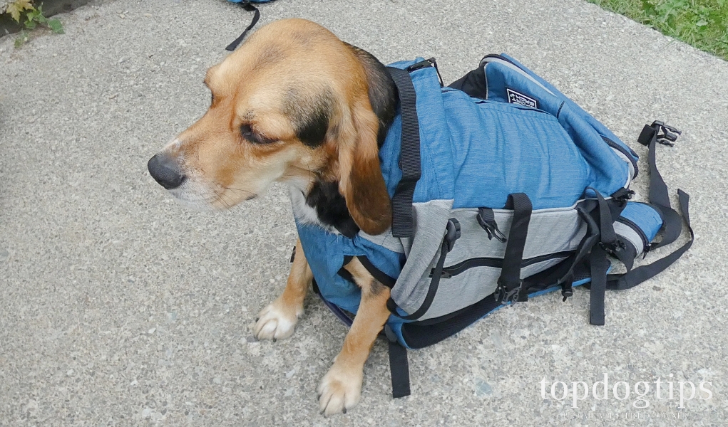 K9 Sport Sack Rover Backpack Review IUCN Water