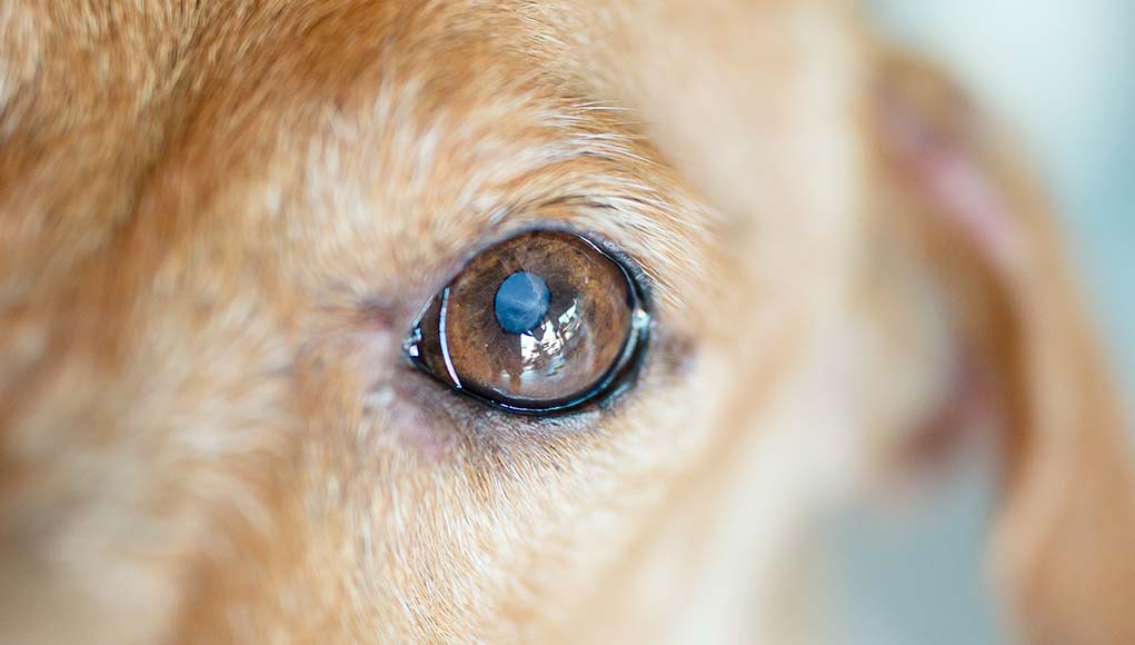 Nuclear Sclerosis in Dogs What Owners Must Know Top Dog