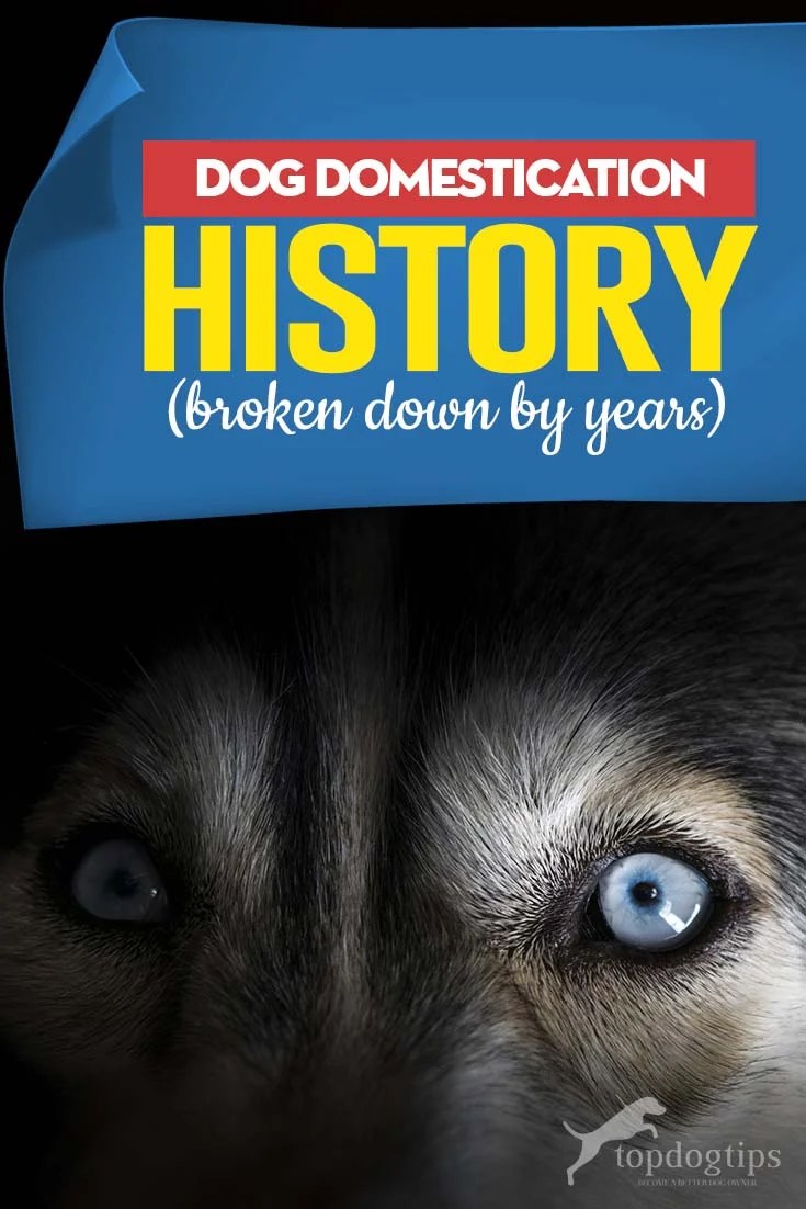 Dog Domestication History's Timeline From Beginning To Now (In Years