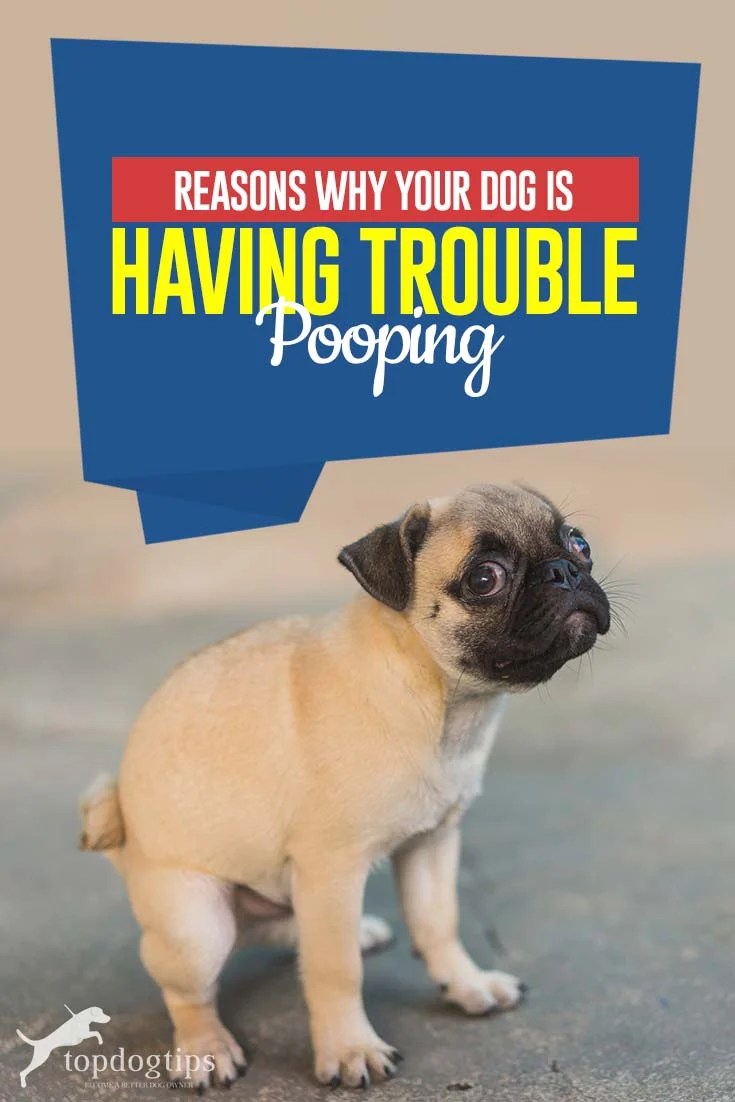 Why Is My Puppy Having Trouble Pooping