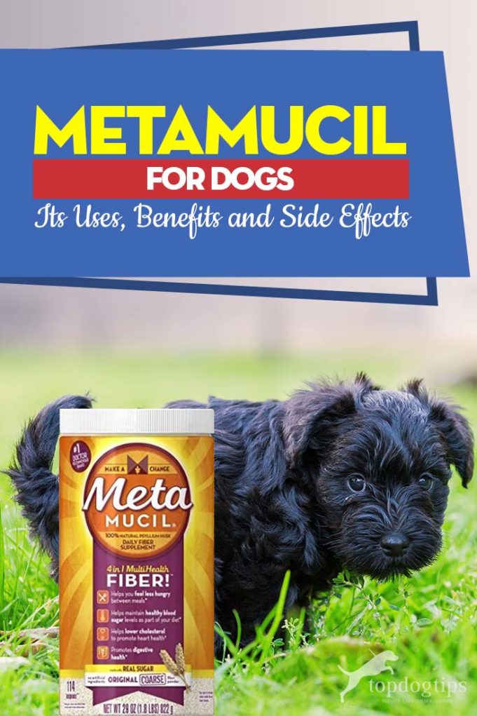 Metamucil for Dogs Its Uses, Benefits and Side Effects Top Dog Tips