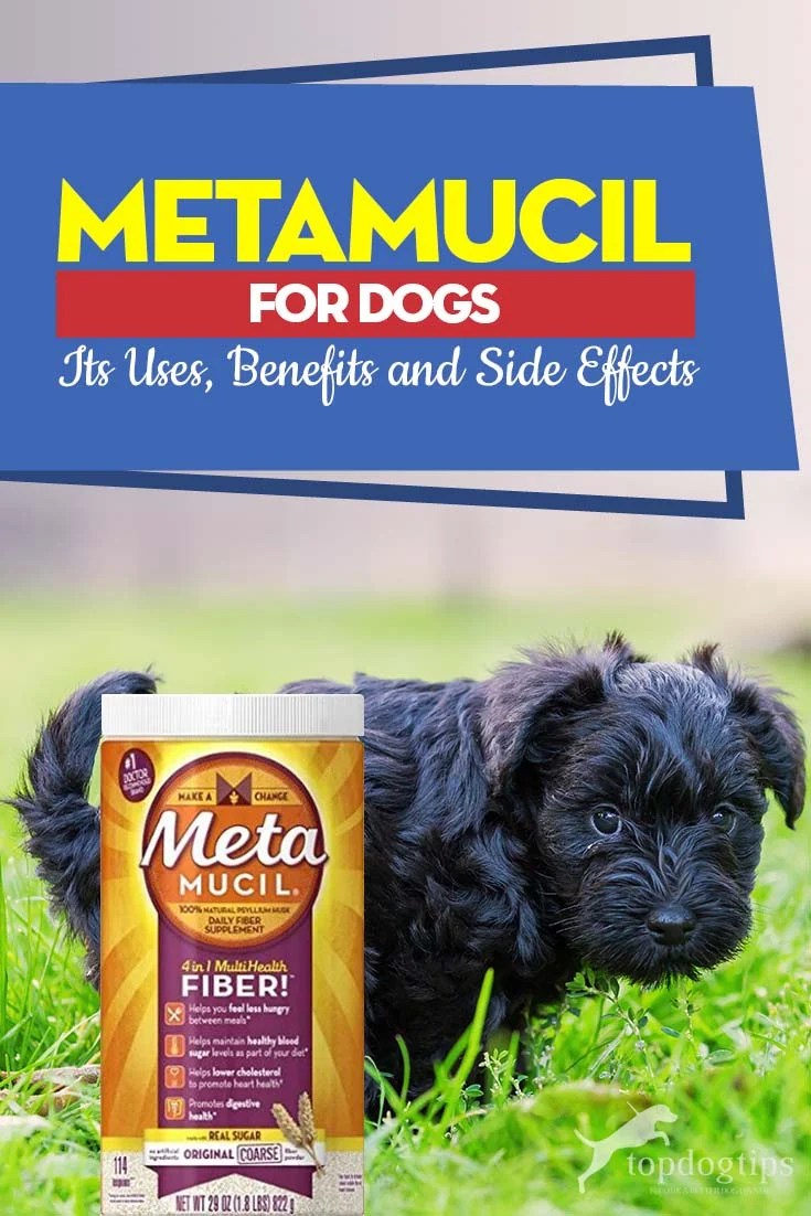 Metamucil for Dogs Its Uses, Benefits and Side Effects Top Dog Tips