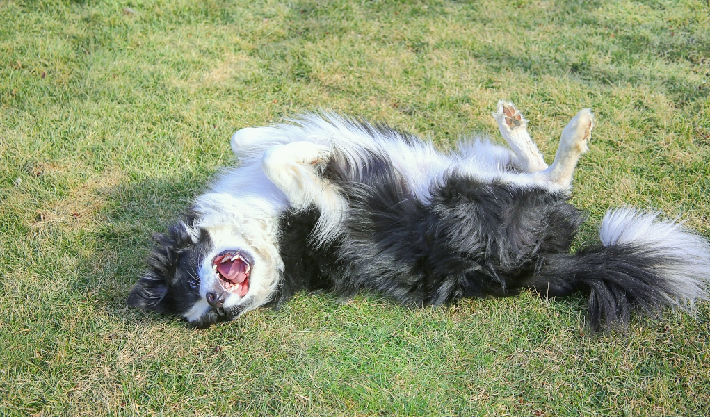 How to Make Homemade Calming Spray for Dogs (Easy DIY Guide)