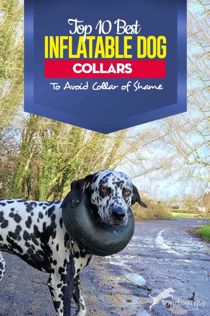8 Best Inflatable Dog Collars Better Than Traditional ECollars