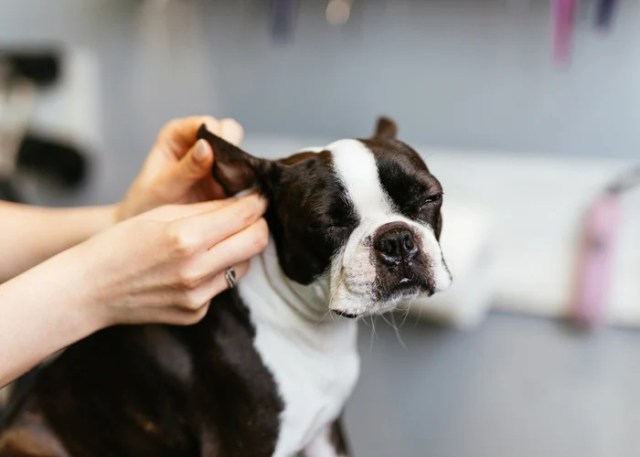 homemade dog ear cleaner