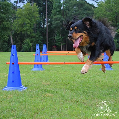 15 Best Dog Agility Equipment Kits in 2020 (For Beginners and Advanced)