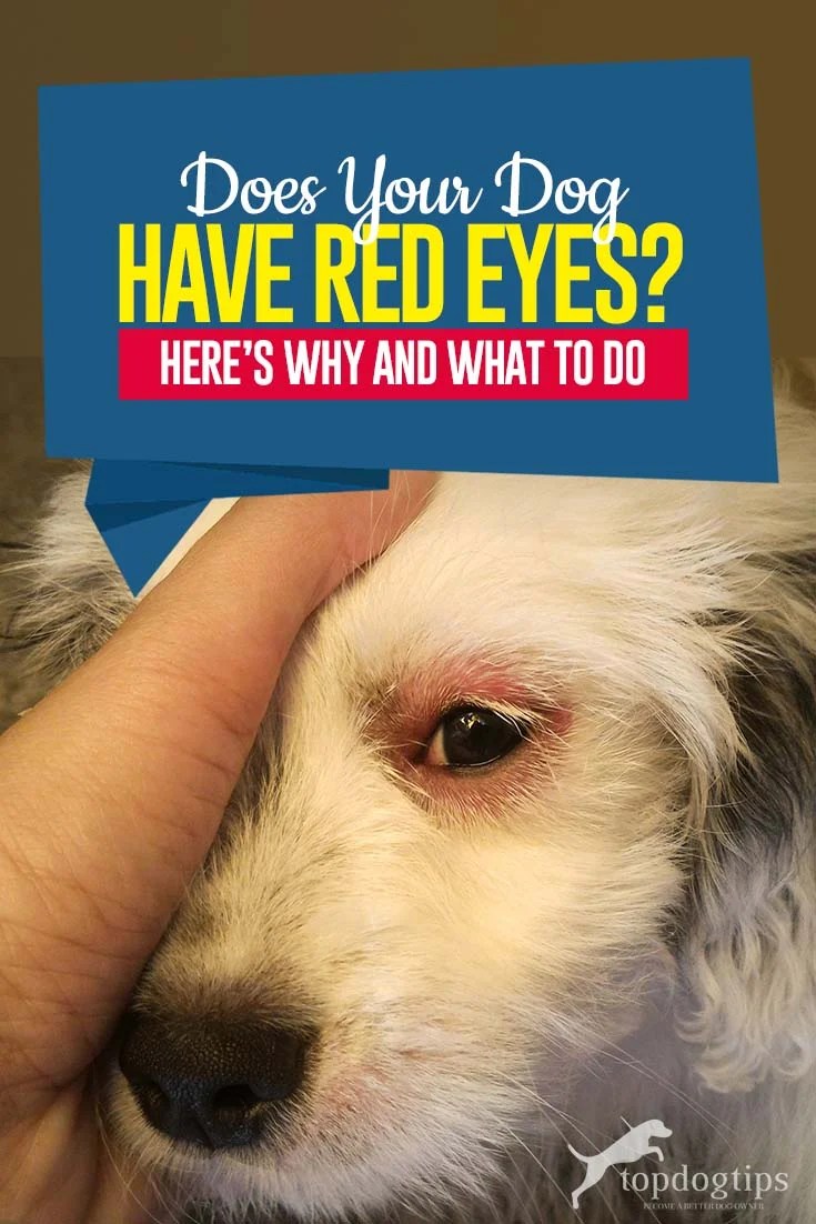 My Dog Has Red Eyes Here's Why and What to Do