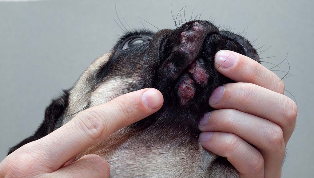 13 Most Common Signs of Allergies in Dogs (And What to Do About Them)