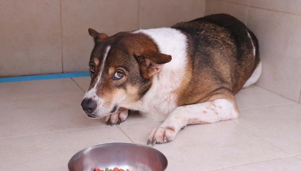 My Dog Is Scared of Me 10 Easy Ways to Fix This