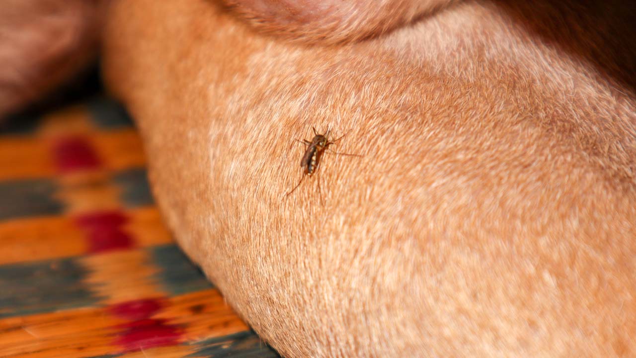 How to Make Homemade Bug Spray for Dogs (Mosquitoes, Other Insects)