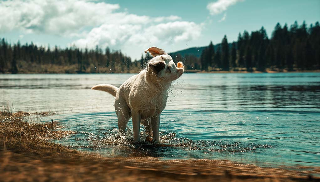 Water in Dog's Ear Dangers, How to Prevent It and What to Do About It