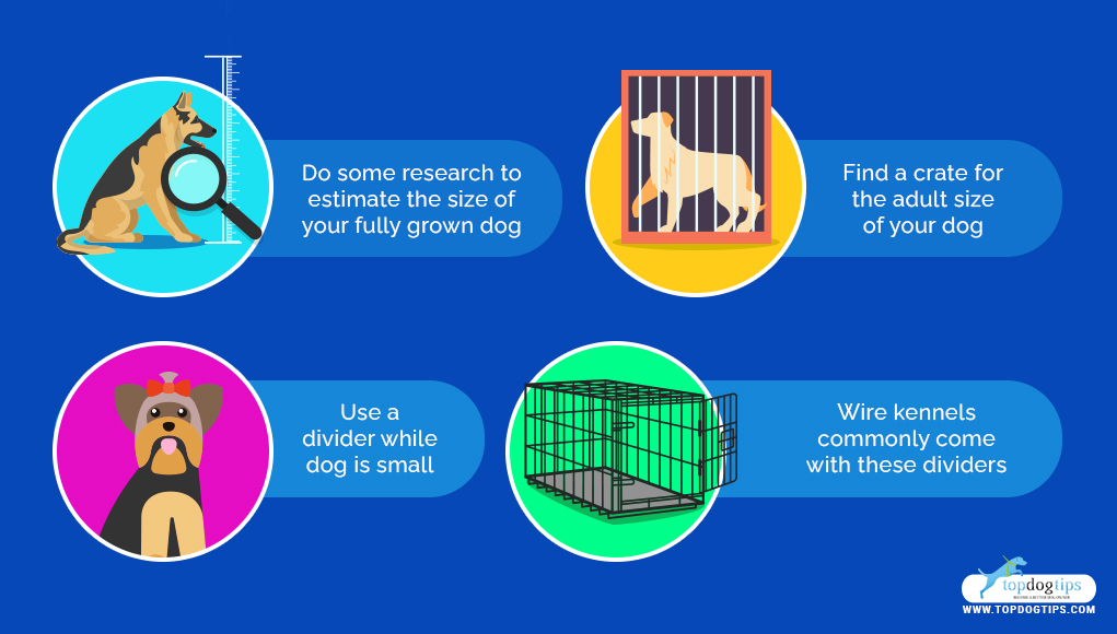 How to Stop a Dog From Pooping in a Crate (Step by Step Guide)
